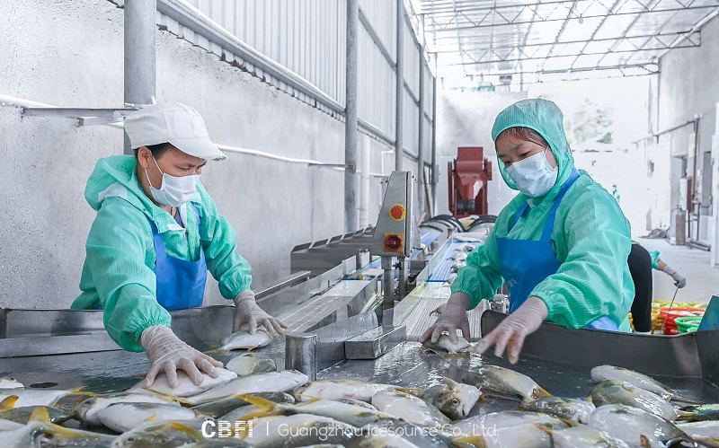 Marine fish processing production line